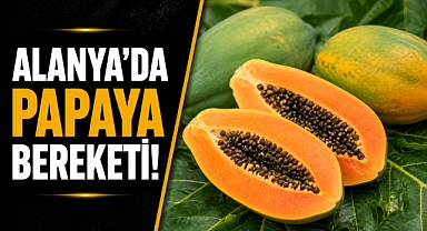 Alanya’da papaya bereketi! Tropikal hasat başladı, talep patladı