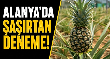 Alanya'da şaşırtan deneme! Ananasta ilk meyveler çıktı