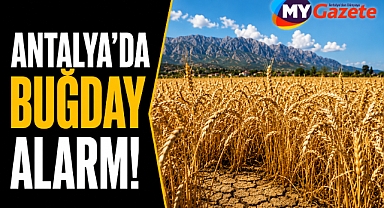 Antalya’da buğday alarmı! Rekolte artışı bekleniyor