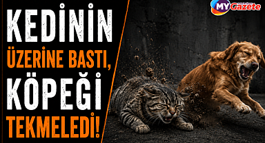 Antalya'da cani ruhlu bir kişi kedinin üzerine bastı, köpeği tekmeledi