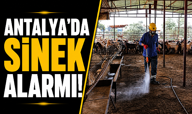 Antalya'da sinek alarmı! Büyükşehir sahaya indi