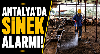 Antalya'da sinek alarmı! Büyükşehir sahaya indi