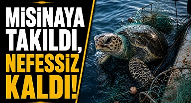 Denizde zamanla yarış! Milli sporcu kaplumbağayı kurtardı