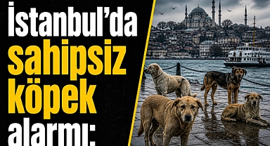 İstanbul’da sahipsiz köpek alarmı: Belediyelere net uyarı