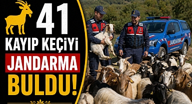 Kumluca'da jandarmanın hızlı çalışmasıyla kayıp 41 keçi bulundu!