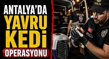 Tramvayın altında can pazarı! Antalya’da yavru kedi için seferber oldular