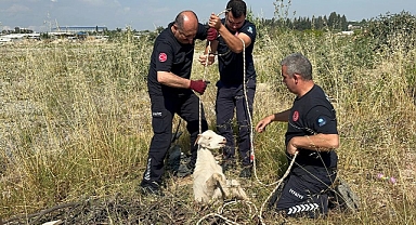 3 metrelik çukura düştü! Oğlağın yardımına itfaiye koştu