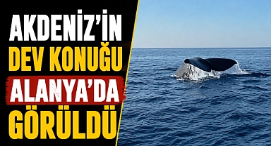 Antalya Alanya açıklarında dev sürpriz! Balina kameralara yansıdı