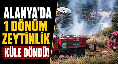 Antalya Alanya’da korkutan yangın! Zeytinlik ve muşmula bahçesi alevlere teslim oldu