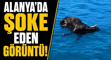 Antalya Alanya'da şaşkına çeviren görüntü! Denizde ölü keçi bulundu