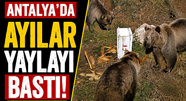 Antalya'da ayılar yaylayı bastı! Arı kovanları paramparça oldu