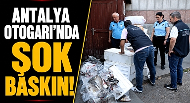 Antalya'da halk sağlığını tehdit eden sevkiyat! 260 kilo balığa el konuldu!