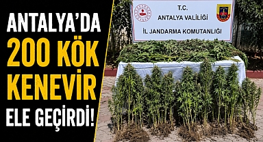 Antalya'da uyuşturucu operasyonu! Jandarma 200 kök kenevir ele geçirdi