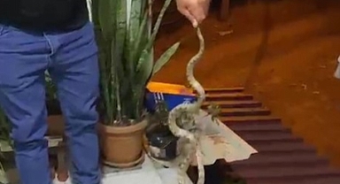 Antalya Kumluca'da yılan paniği! Ev sahibinin sözleri gündem oldu