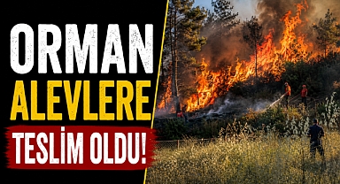 Antalya Manavgat'ta korkutan yangın! Bir kıvılcım ormanı alevlere teslim etti