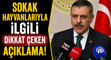 Bakan Mustafa Çiftçi: Yıl sonuna kadar tüm sokak köpekleri toplanacak