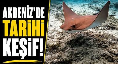 Akdeniz'de tarihi keşif! Daha önce hiç görülmeyen deniz canlısı Antalya'da ortaya çıktı
