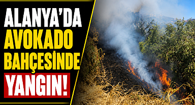 Antalya Alanya'da avokado bahçesinde yangın! Alevler büyümeden kontrol altına alındı