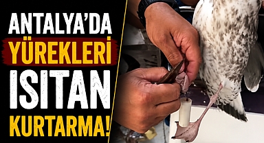 Antalya Alanya’da ayaklarına misina dolanan martıyı amatör balıkçılar kurtardı