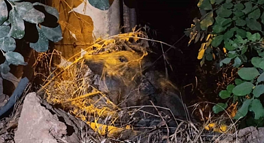 Antalya Alanya’da elektrik direğine bağlı yaralı domuz yavrusu kurtarıldı