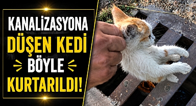Antalya Alanya'da kanalizasyona düşen kedi belediye ekiplerince kurtarıldı