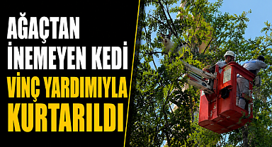 Antalya Alanya'da nefes kesen kurtarma! Ağaçtan inemeyen kedi vinç yardımıyla kurtarıldı