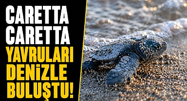 Antalya'da duygu dolu gece! Caretta Caretta yavruları Akdeniz'le buluştu