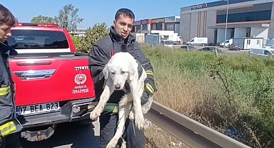 Antalya'da günlerdir yardım bekliyordu! Kamışların arasında mahsur kalan köpek böyle kurtarıldı