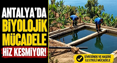Antalya'da sivrisineğe karşı doğal mücadele! Göletlere binlerce gambusya balığı bırakılıyor