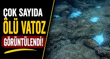 Antalya falezlerinde şoke eden görüntü! Su altında çok sayıda ölü vatoz görüntülendi