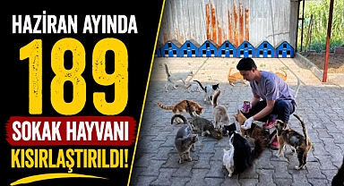 Antalya Kemer’de sokak hayvanlarına yoğun bakım: Bir ayda 189 kısırlaştırma
