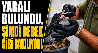 Antalya Konyaaltı'nda yaralı bulundu, şimdi bebek gibi bakılıyor! Adını 'Zeytin' koydular