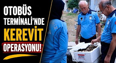 Antalya Otobüs Terminali’nde kerevit operasyonu: 90 kilogram ele geçirildi