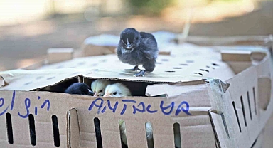 Antalya Otogarı’nda koliler açılınca ekipler şaşkına döndü! 700 canlı çıktı