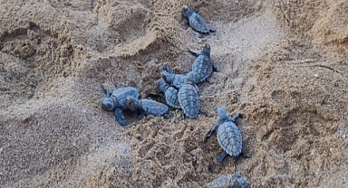 Manavgat'ta binlerce Caretta Caretta denize ulaşıyor! Sorgun Sahili'nde koruma nöbeti başladı
