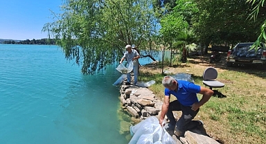 Manavgat'ta iç sulara 400 bin sazan yavrusu bırakıldı