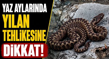 Yaz aylarında yılan tehlikesi! Neden bu yıl daha fazla görülüyor? Uzmanlar uyarıyor!