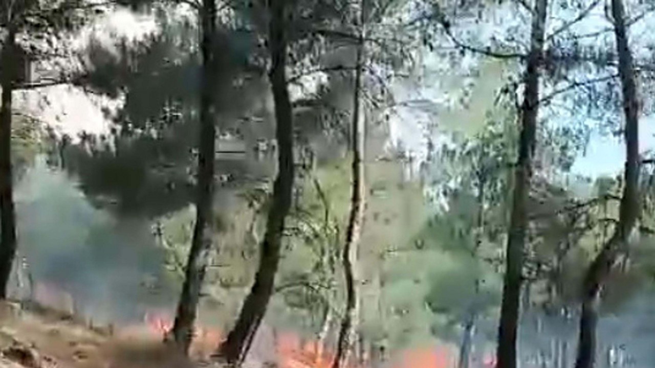 Çanakkale'deki orman yangınında 5 hektar alan zarar gördü