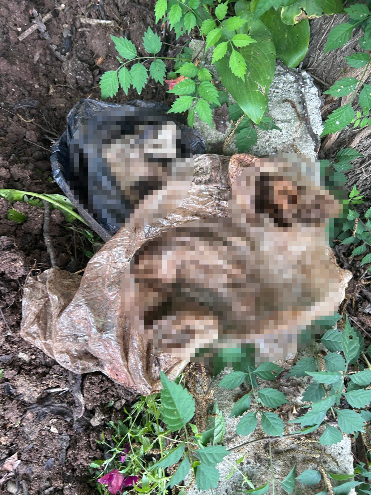 Mahkeme kararıyla tahliye ettirdiği kiracısından geriye harabe ev ile onlarca kedi ölüsü kaldı