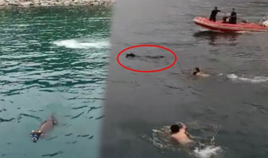 4 gündür aranan kurbanlık bakın nerede bulundu