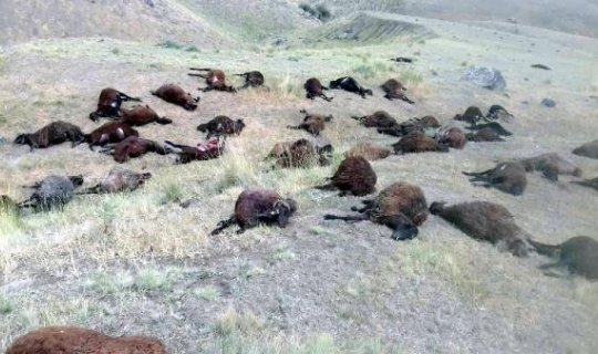 74 koyunu telef olan çoban şans eseri kurtuldu