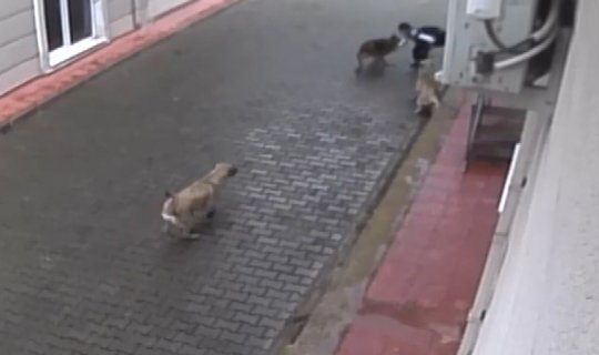 Aç kalan köpekler ilkokul öğrencisine böyle saldırdı
