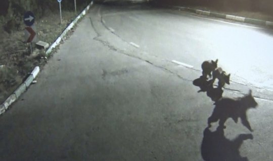 Aç kalan sakat ayı ve yavruları şehre indi