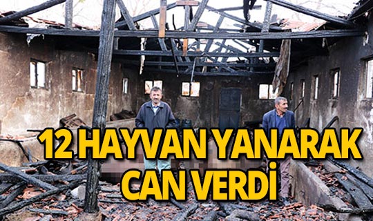 Ahır yangınında 12 büyükbaş hayvan telef oldu