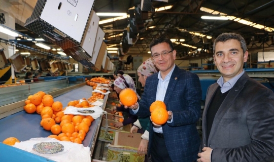 AK Parti Milletvekili Uslu: “Portakal bahçelerinin sigorta süresi uzatıldı”