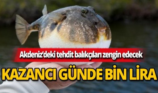 Akdeniz'deki tehdit günde bin lira kazandıracak