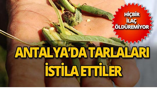 Aksu'da ‘tuta' istilası!
