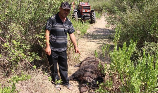 Aksu'da günde bir dönüm tarlayı telef eden yaban domuzu etkisiz hale getirildi