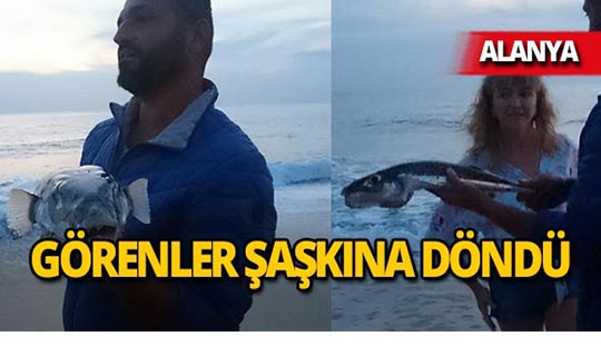 Alanya'da kıyıya vurdu, görenler şoke oldu!