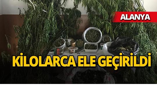 Alanya'da operasyon : Bahçeye ekili halde bulundu